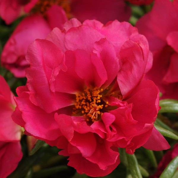 Fuchsia Happy Hour Portulaca