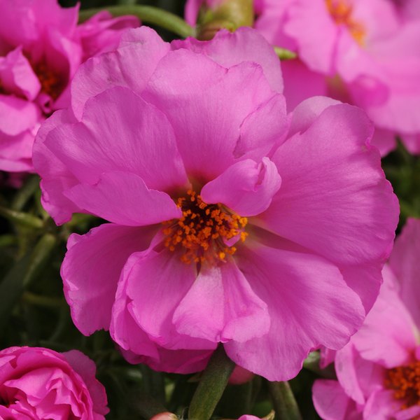 Rosita Happy Hour Portulaca