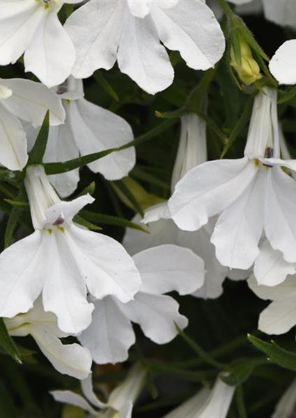 Heatopia Lobelia