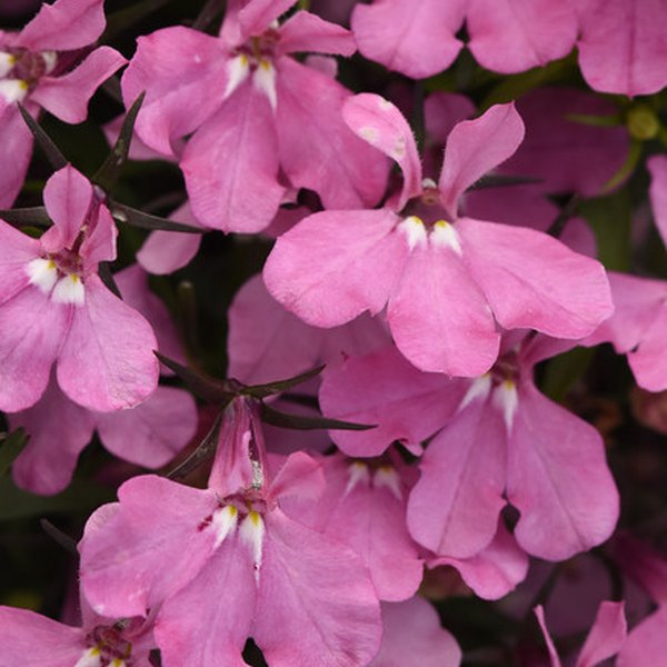 Pink Heatopia Lobelia