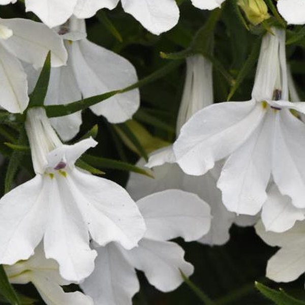 White Heatopia Lobelia