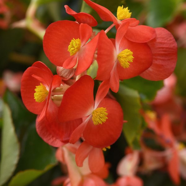 Hula Trailing Begonia