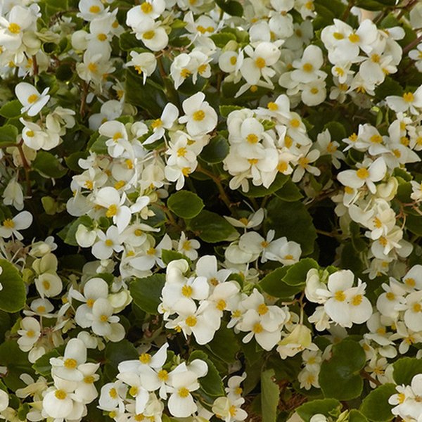 Spreading White Hula Trailing Begonia