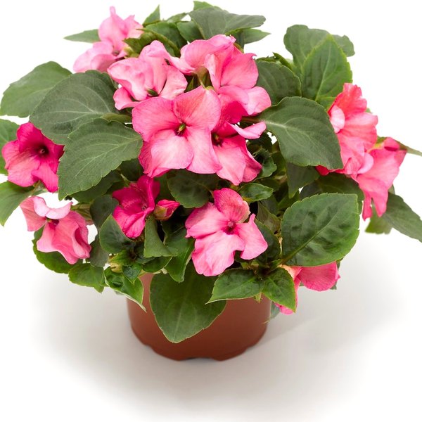 Imara Impatiens