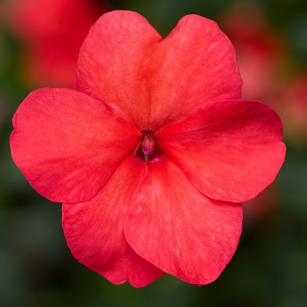 Salmon Imara Impatiens