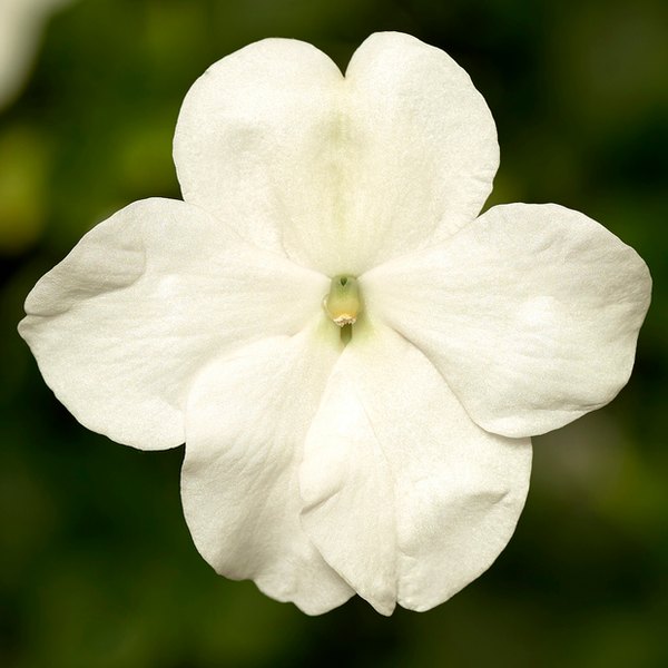 White Imara Impatiens