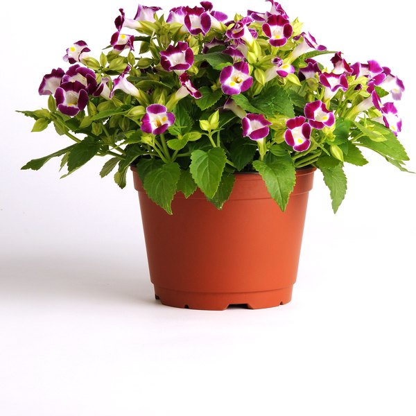 Kauai Torenia