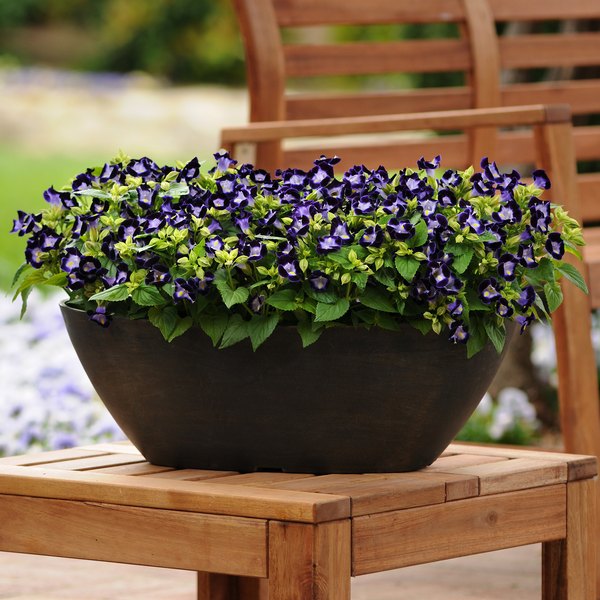Deep Blue Kauai Torenia