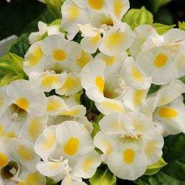 Lemon Drop Kauai Torenia