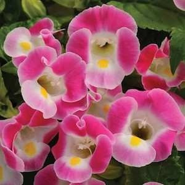 Rose Kauai Torenia
