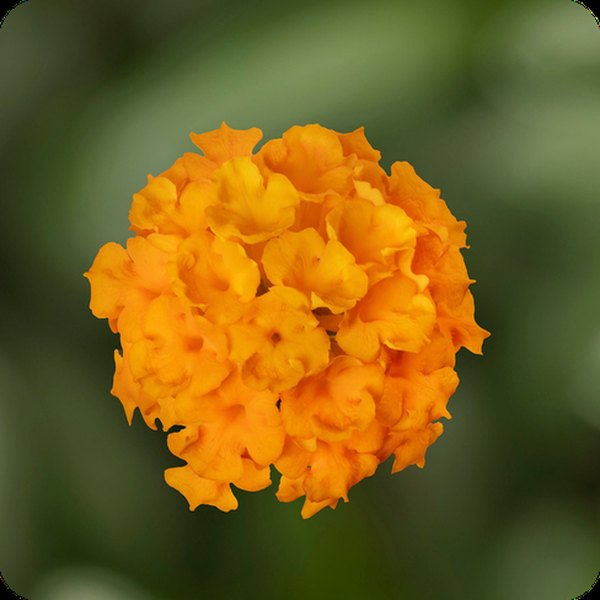 Gold Bandana Landscape Lantana