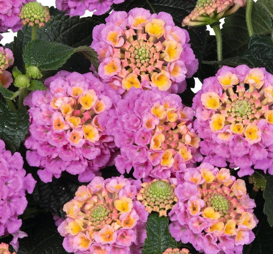 Lantana: Hot Blooded, Blue Moon, and Bandana Landscape