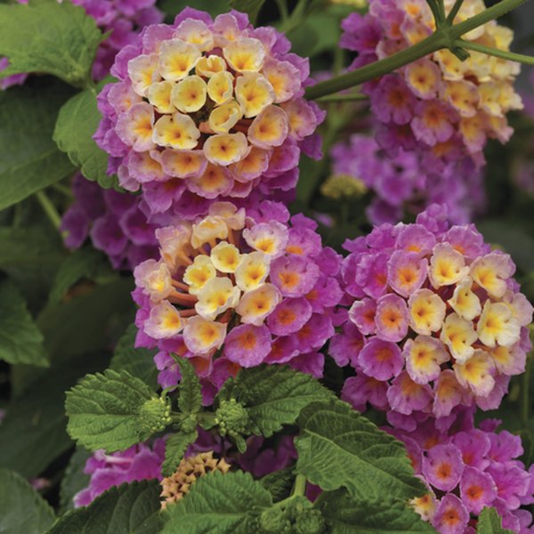 Pink Bandana Landscape Lantana
