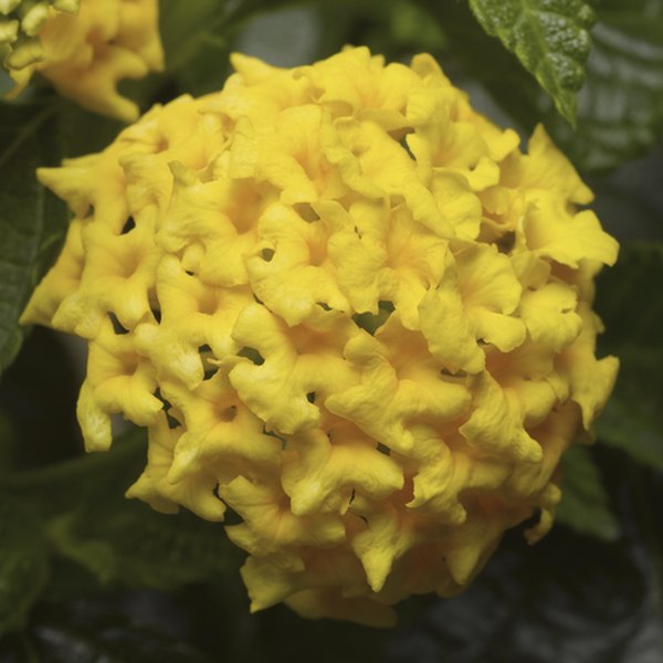 Yellow Bandana Landscape Lantana