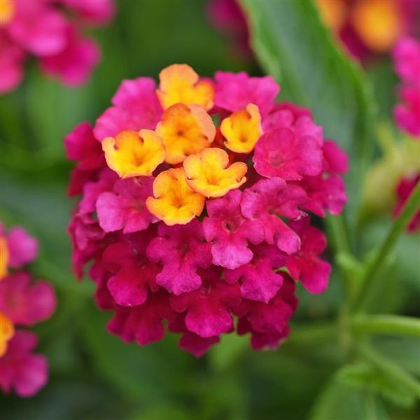 Lucky Lantana