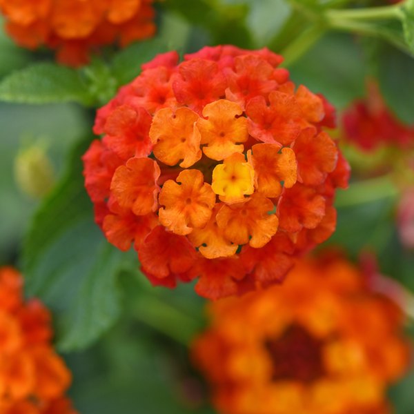 Lucky Lantana