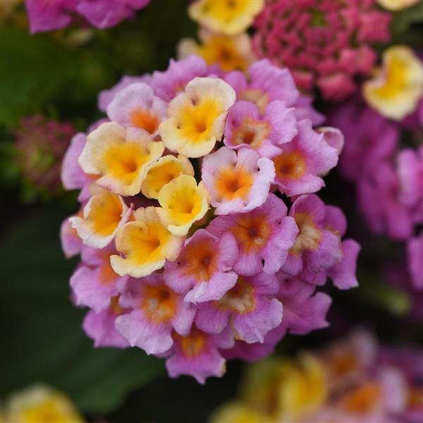 Pink Lucky Lantana