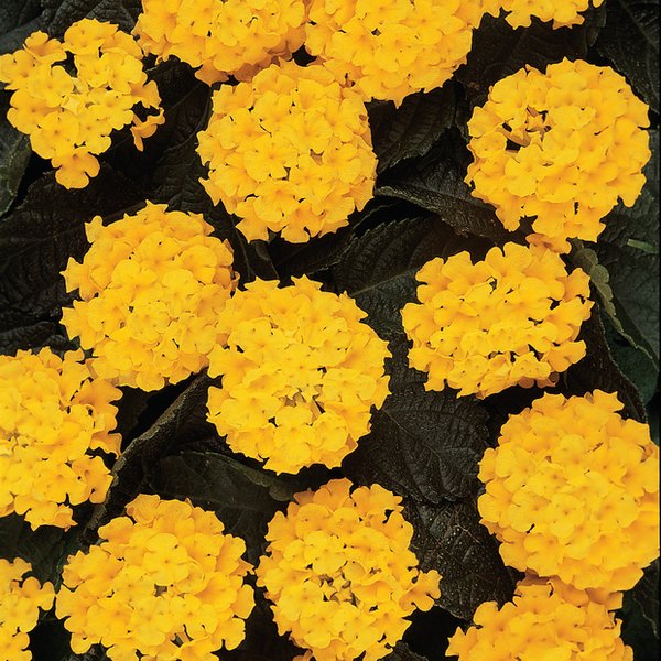 Yellow Lucky Lantana