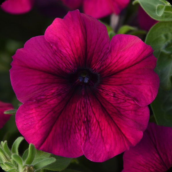 Madness Petunias