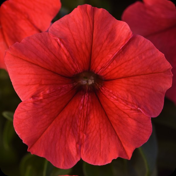 Red Madness Petunias