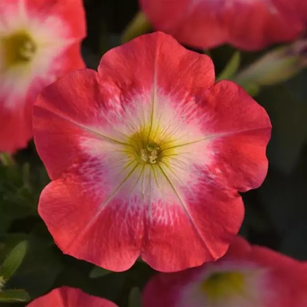 Red Morn Madness Petunias