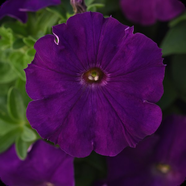 Royal Madness Petunias