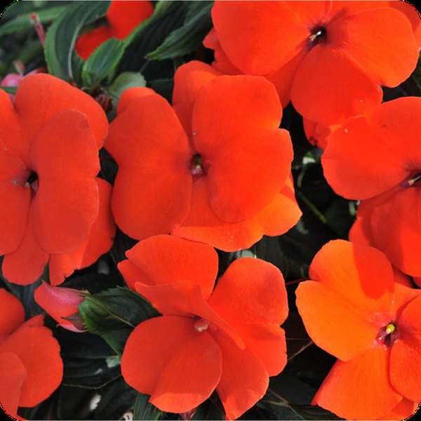 Fire Magnum New Guinea Impatiens