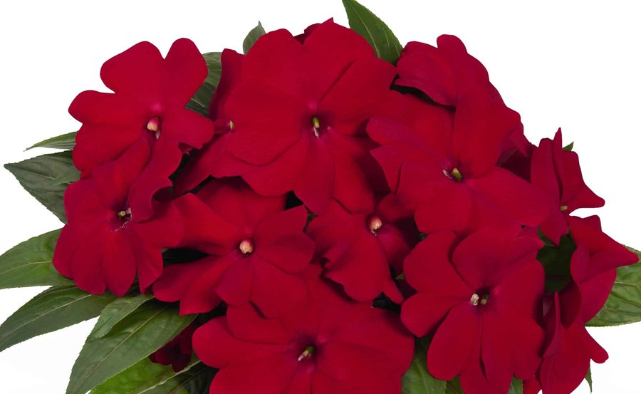 Magnum New Guinea Impatiens