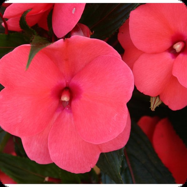 Hot Pink Magnum New Guinea Impatiens