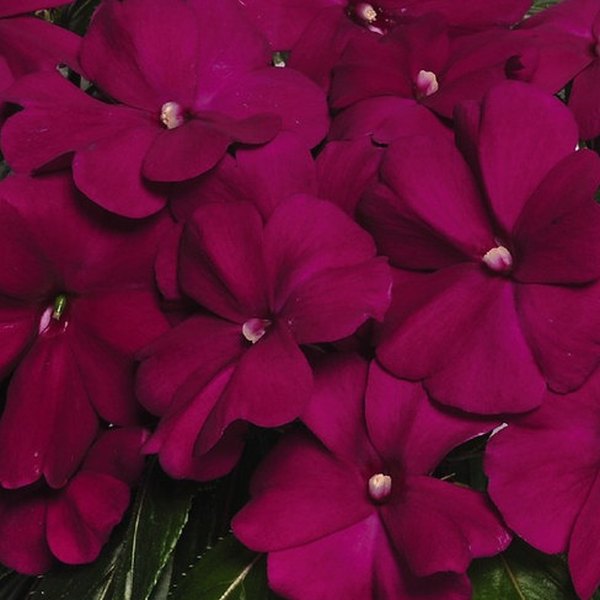 Purple Magnum New Guinea Impatiens