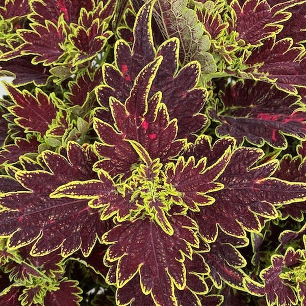 Bourbon Street Mainstreet Coleus