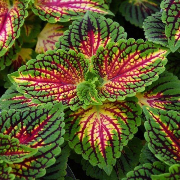 La Rambla Mainstreet Coleus