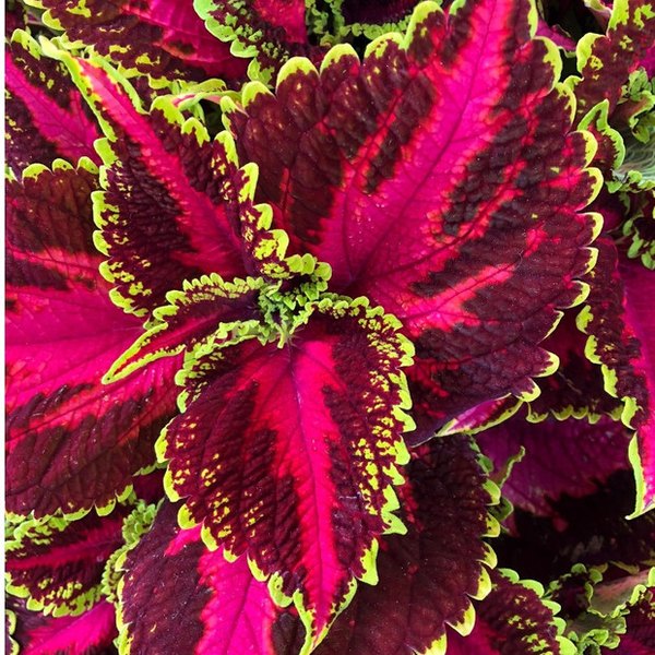 Ocean Drive Mainstreet Coleus