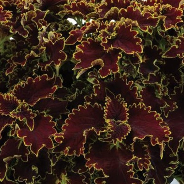 Portage Avenue Mainstreet Coleus