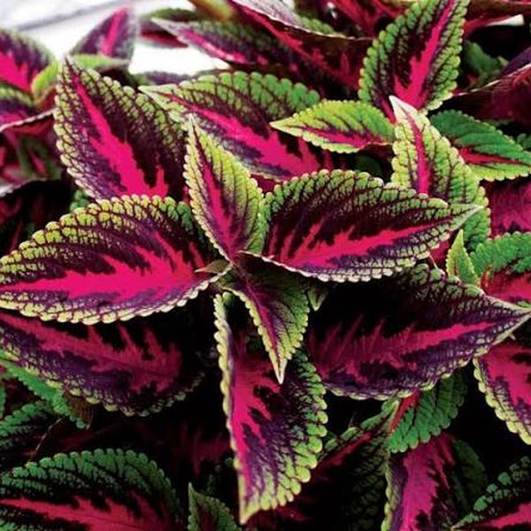 Ruby Road Mainstreet Coleus