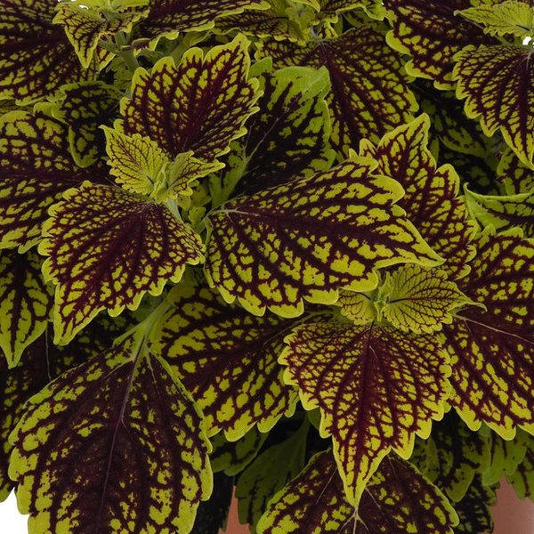 Venice Boulevard Mainstreet Coleus