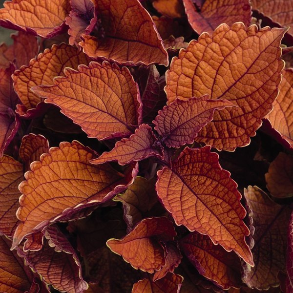 Wall Street Mainstreet Coleus