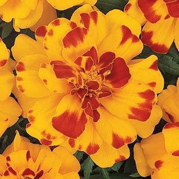 Marigolds: Durango and Inca