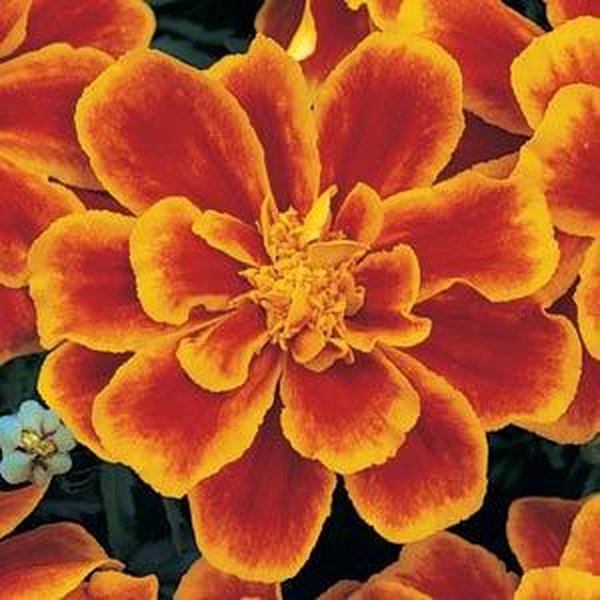 Flame Durango Marigolds