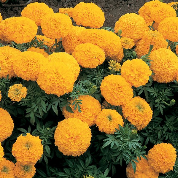 Gold Inca Marigolds