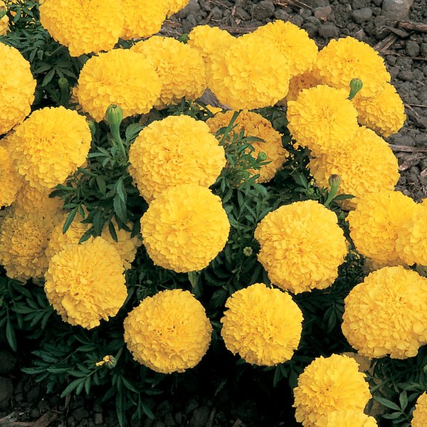 Yellow Inca Marigolds