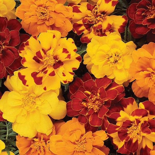 Outback Mix Durango Marigolds