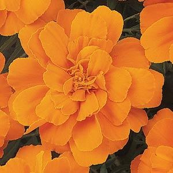 Tangerine Durango Marigolds