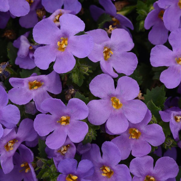 MegaCopa Bacopa