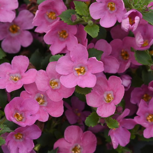 MegaCopa Bacopa