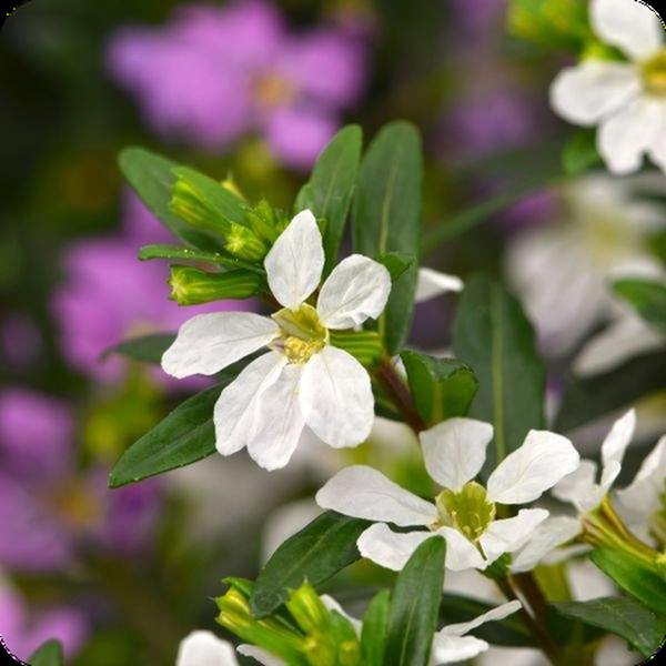 Maria (White) Mexican Heather Cuphea