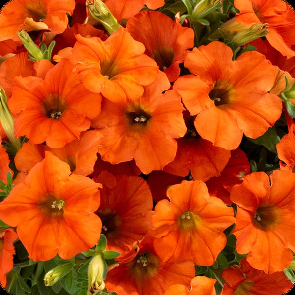Inferno 'The Orange' Others Petunias