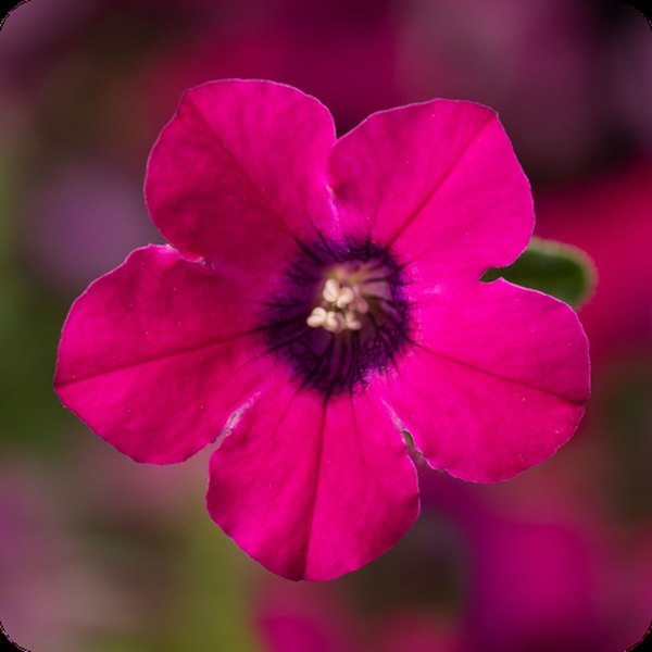 Itsy Magenta Itsy Petunias