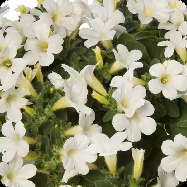 Itsy White Itsy Petunias