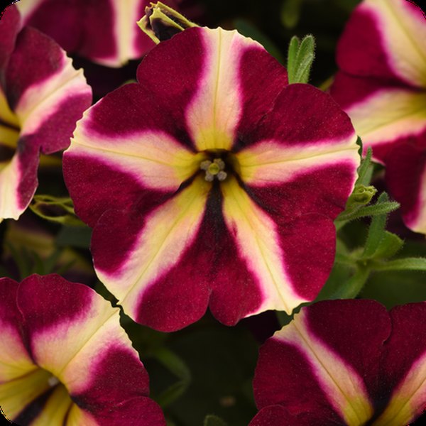 Novelty Petunias: Slingshot, Itsy, and More